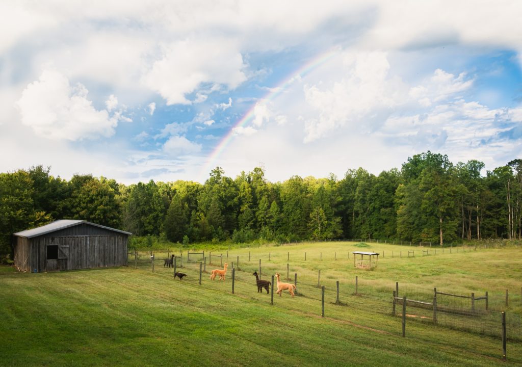 Rainbow at the farm