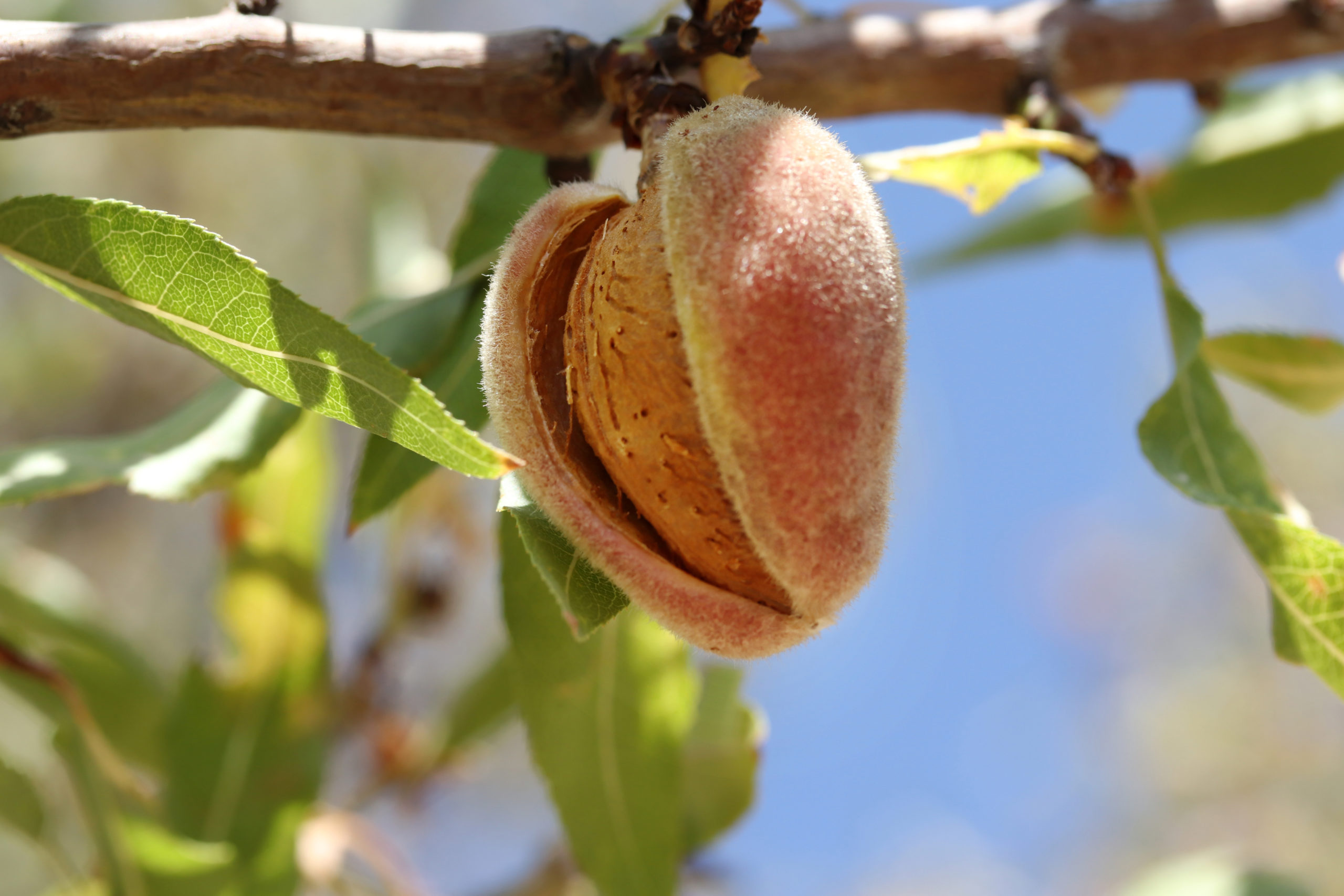 ripe almonds on the branch